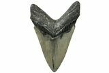 Serrated, Fossil Megalodon Tooth - North Carolina #311112-1